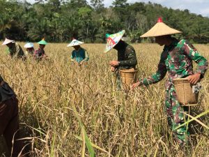 Anggota Satgas TMMD 110 Kodim 1201 Bantu Petani Panen Padi