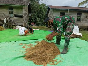 Anggota Satgas TMMD 110 Kodim 1201 Bantu Warga Jemur Padi