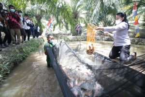 Harap Budidaya Terus Berlanjut, Bupati Landak Panen Perdana Ikan Nila di Dusun Pampang
