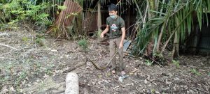 Terima Laporan Warga, Damkar Landak  Amankan Hewan Berbisa