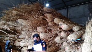 Bea Cukai Gagalkan Ekspor Ilegal 100 Ton Rotan di Kalbar