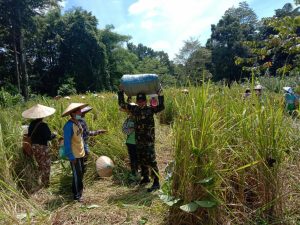 Anggota satgas TMMD ke-110 Kodim 1206/Pts Bantu Warga Panen Padi