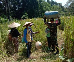 Satgas TMMD ke 110 Kodim 1206/PSB Tingkatkan Swasembada Pangan Masyarakat.