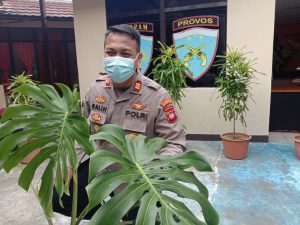 Curi Bunga Jenis Monstera King, Duitnya untuk Beli Makanan