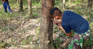 Satgas TMMD Ke 110 Ikut Warga Menoreh Karet
