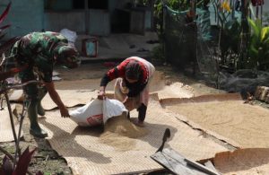 Anggota Satgas TMMD 110 Kodim 1206/PSB Bantu Warga Jemur Padi
