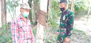 Satgas TMMD 110 Kodim 1206/PSB, Sambangi Aktivitas Petani Karet