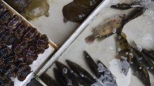 WHO: Hentikan Penjualan Mamalia Liar Hidup di Pasar