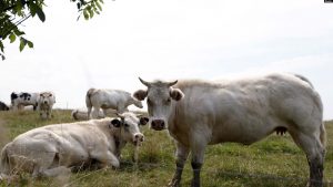 Kuba Longgarkan Larangan Penjualan Daging Sapi dan Produk Susu