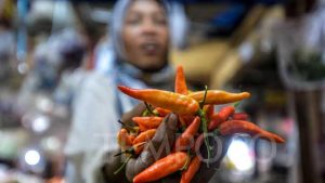 Harga Cabai Rawit Menjulang Tinggi, Hati-hati Cabai Rawit Matang Dicat