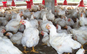 Jelang Ramadan, Harga Ayam Rp45 Ribu/Kg di Sekadau,Kalbar