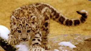 3 Macan Tutul Berkeliaran di China Timur Setelah Kabur dari Bonbin