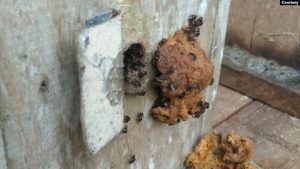 Beternak Lebah Tawarkan Solusi Krisis Iklim bagi Perkotaan