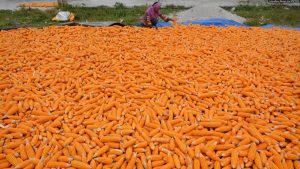 Sulteng Bangun Kemandirian Benih Jagung