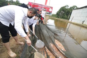 Bupati Landak Tanam Padi dan Panen Benih Ikan Perdana di Antan Rayan