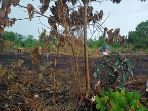 TNI dari Zidam XII/Tpr Partisipasi Buka Lahan Kelompok Tani di Temajuk Perbatasan Malaysia