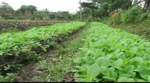 Pemulihan Ekonomi Petani Ditengah Pandemi, Dorong Perbanyak Holtikultura