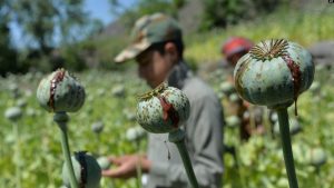 Survei PBB: Penanaman Ganja di Afghanistan Melonjak 37%