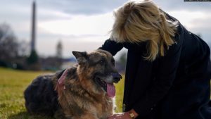 Biden Umumkan Kematian Champ, Anjing Peliharaannya