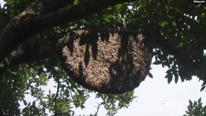 Mengkhawatirkan, Keberadaan Lebah Hutan Indonesia