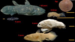 Ikan ‘Fosil Hidup’ Bisa Hidup 100 Tahun, Hamil Selama 5 Tahun