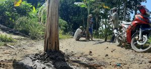 Hari Lahir Pancasila, Warga Protes Jalan Rusak dengan Tanam Pohon Pisang