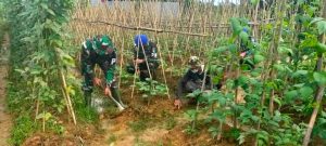 Komsos, Subdenpom XII/1-6 Putussibau Bantu Petani Panen Sayur