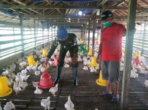 Personel Subdenpom XII/1-3 Melawi Edukasi Peternak Ayam Soal Kebersihan