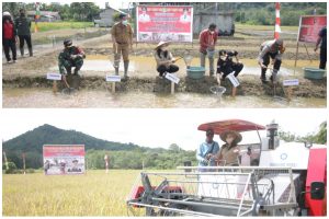 Menuju Pertanian Modern, Bupati Landak Panen Padi dan Ikan Perdana di Mandor