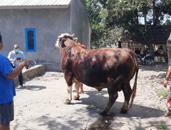Presiden RI Joko Widodo Beli Hewan Kurban di Lombok Timur