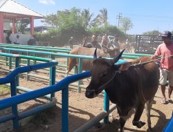 Masih Normal, Pantau Lonjakan Hewan Kurban Jelang Idul Adha