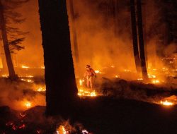Biden Bahas Amukan Kebakaran Hutan dengan Sejumlah Gubernur AS