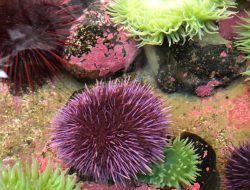 Penyelam di Australia Diminta Konsumsi Landak Laut untuk Atasi Penyebarannya