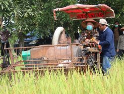 Panen Perdana Padi Varietas di Sanggau Capai 7,3 Ton Perhektar