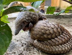 Otoritas Nigeria Sita Trenggiling Bersisik yang akan Diekspor