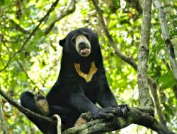 Beruang Madu di Taman Kelempiau di Kabupaten Sekadau Dikabarkan Keluar dari Kawasan Hutan