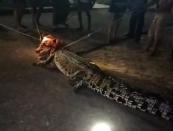 Heboh! Warga Tangkap Buaya di Sungai Singkawang