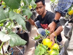 Tingkatkan Ekonomi Dimasa Pandemi, Manfaatkan Pekarangan Rumah, Tanam Golden Melon