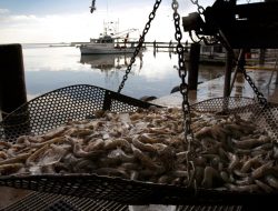 Industri Makanan Laut Louisiana Porak-Poranda Akibat Badai Ida