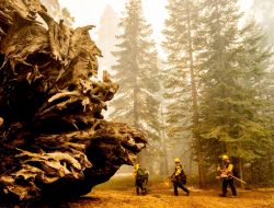 Petugas Bekerja Keras Amankan Pohon Sequoia dari Kebakaran di California