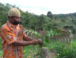 Digadang Bisa Sembuhi Covid-19, Warga Padang Olah Daun Tanaman Sungkai Jadi Teh