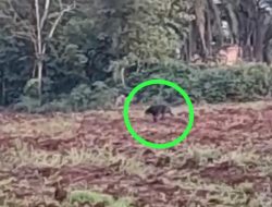 Kemunculan Beruang Madu di Mulang Maya Belum Berhasil Ditangkap