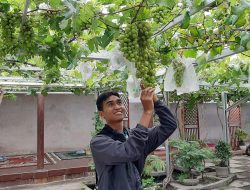 Pengembangan Budidaya Anggur, Berpotensi Jadi Agrowisata