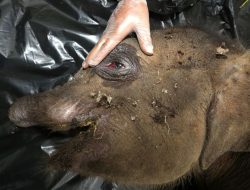 Anak Gajah yang Belalainya Putus Akibat Terjerat Akhirnya Mati