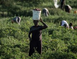 Perusahaan Daur Ulang Ubah Kotoran Manusia Jadi Pupuk di Kenya