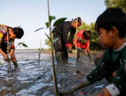 Pemerintah Siapkan Regulasi Untuk Danai Restorasi Mangrove