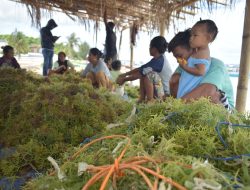 Warga Ekas Menyemai Bibit Rumput Laut