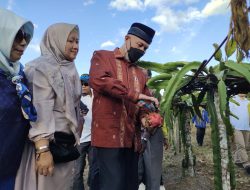 Pemprov Sumbar Dorong Produksi Perkebunan Buah Naga di Nagari Kacang, Kabupaten Solok