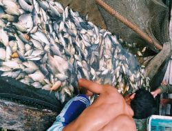 Belasan Ribu Ikan Mas Mati di Sungai Mempawah Diterjang Rob