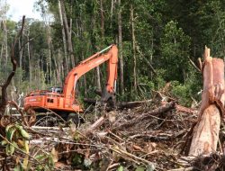 Studi: Hutan Hujan RI yang Terbakar 2019 Lebih Luas Daripada Data Resmi